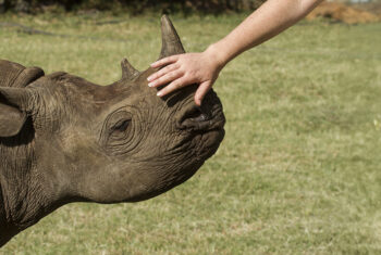 Mandela day rhino