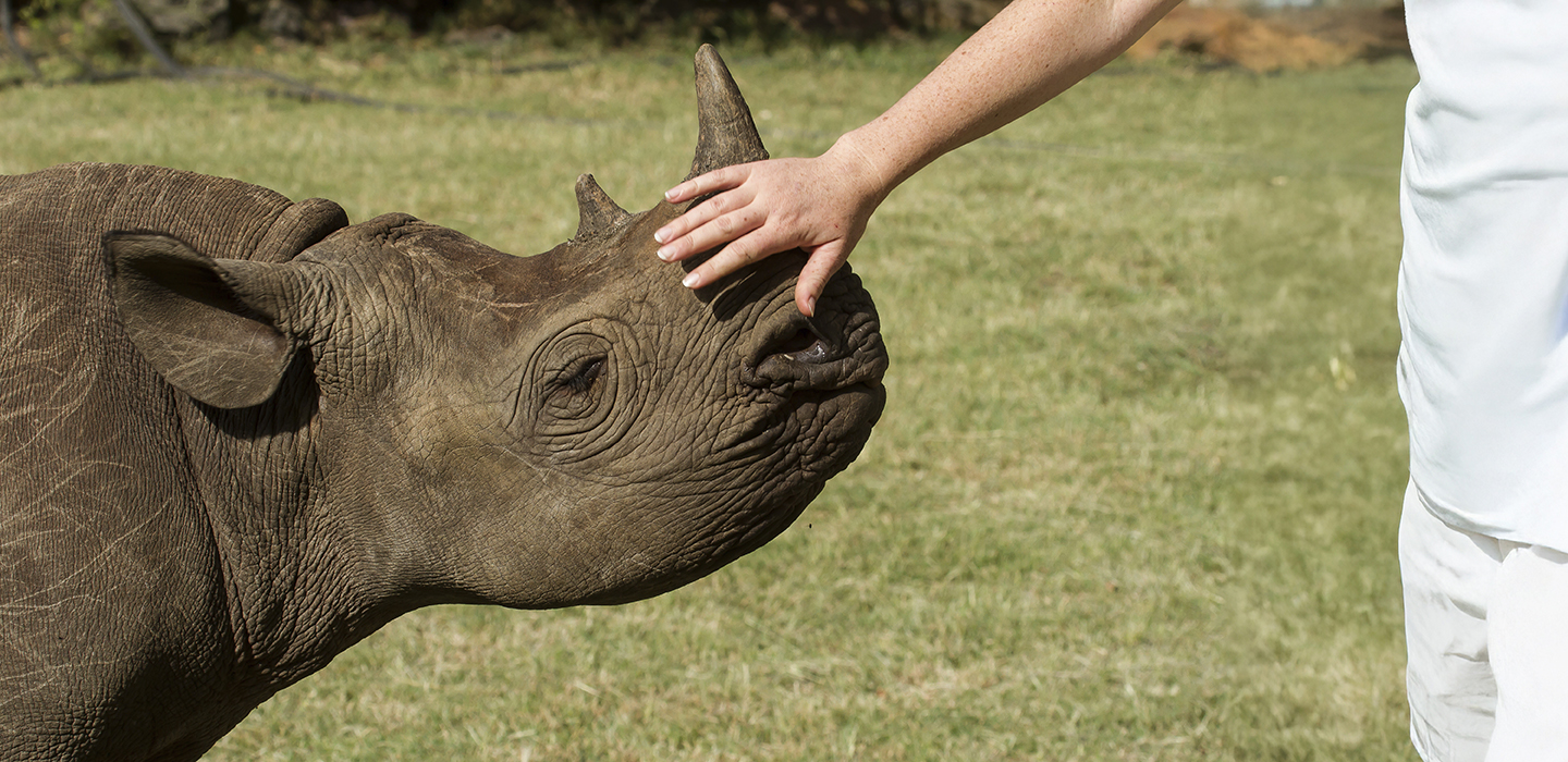 Mandela day rhino
