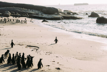 Sancob penguin release 1440 x 700