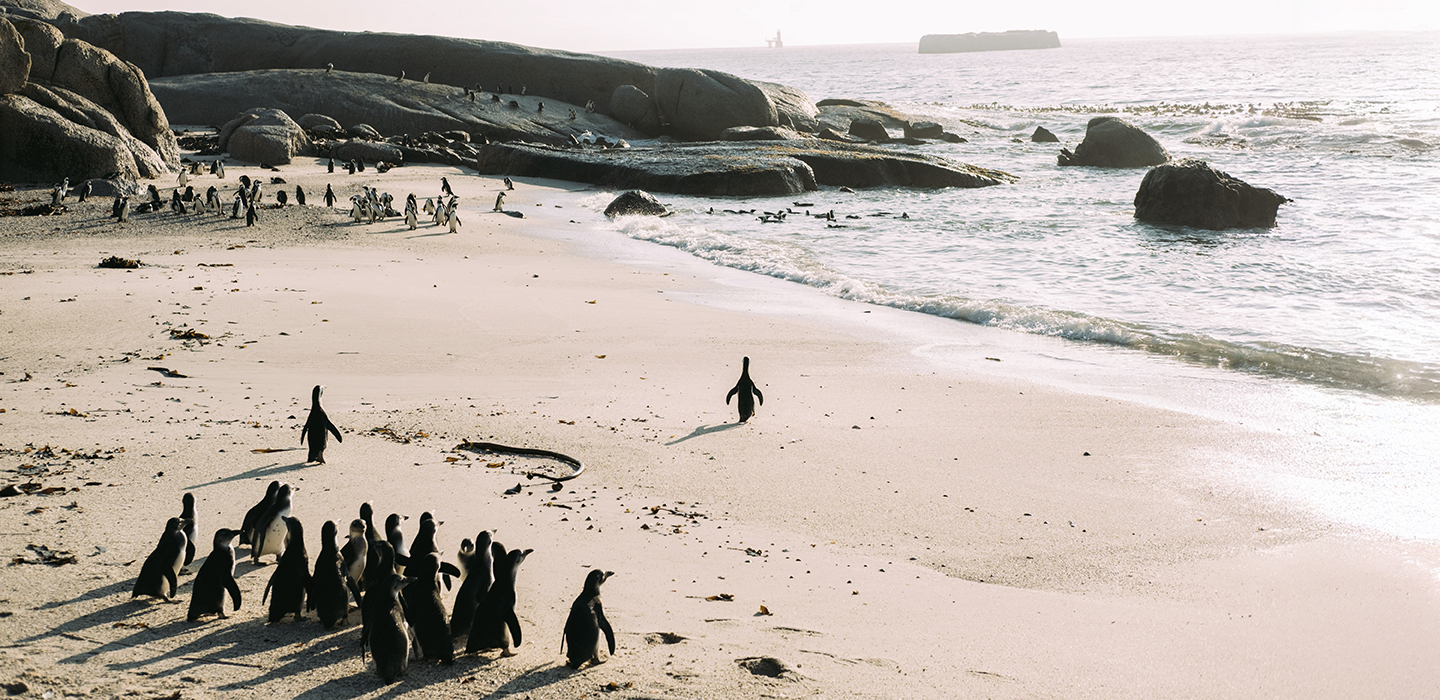 Sancob penguin release 1440 x 700
